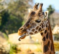 Funny giraffe portrait outdoors