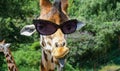 Funny giraffe with sunglasses