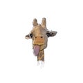 Funny giraffe with tongue out