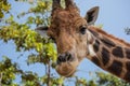 Funny giraffee in Chiangmai night safari Royalty Free Stock Photo