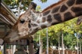 Funny giraffee in Chiangmai night safari Royalty Free Stock Photo