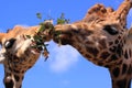 Funny giraffes animals eating together Royalty Free Stock Photo