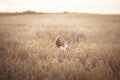 Funny girl dances in field with rye at sunset