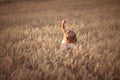 Funny girl dances in field with rye at sunset