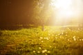 Funny girl driving bicycle outdoor. Sunny summer lifestyle concept. Woman in dress and hat in Field with dandelions Royalty Free Stock Photo