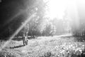 Funny girl driving bicycle outdoor. Sunny summer lifestyle concept. Woman in dress and hat in Field with dandelions Royalty Free Stock Photo