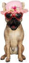 Funny Girl Female Dog Isolated, Pink Hat, Sunglasses Royalty Free Stock Photo