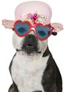 Funny Girl Dog, Bulldog, Isolated Royalty Free Stock Photo