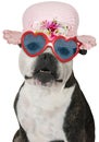 Funny Girl Dog, Bulldog, Isolated