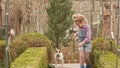 A funny girl plays with Jack Russell Terrier dog on a farm or in a village yard. Royalty Free Stock Photo