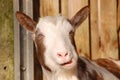 Funny goat