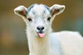 Funny goat Royalty Free Stock Photo