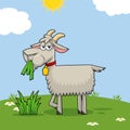 Funny Goat Cartoon Character Eating A Grass On A Hill Royalty Free Stock Photo