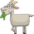 Funny Goat Cartoon Character Eating A Grass Royalty Free Stock Photo