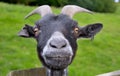 Funny Goat Royalty Free Stock Photo