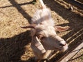 Funny goat