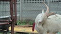 Funny goat HD