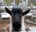 Funny goat head Royalty Free Stock Photo