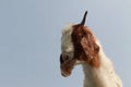 Funny Goat head isolated on blue sky background Royalty Free Stock Photo