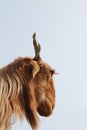 Funny Goat head isolated on blue sky background Royalty Free Stock Photo