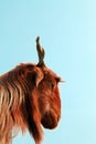 Funny Goat head isolated on blue sky background Royalty Free Stock Photo