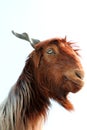 Funny Goat head isolated on blue sky background Royalty Free Stock Photo