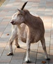 Funny goat Royalty Free Stock Photo