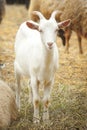 Funny goat looking to camera