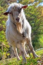 Funny Goat Looks into Camera