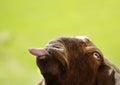 Funny goat poking tongue out isolated on green background