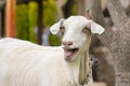 Funny goat portrait. A close up look. Royalty Free Stock Photo