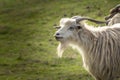 Funny goat portrait with long lips. Open mouth. White long haired goat with horns and beard