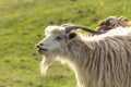 Funny goat portrait with long lips. Open mouth. White long haired goat with horns and beard