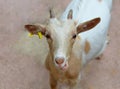 Funny goat's comic portrait Royalty Free Stock Photo