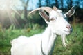 Funny goat's portrait