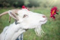 Funny goat's portrait