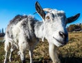 Funny goat's portrait