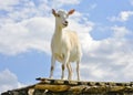 Funny goat standing on barn roof on country farm