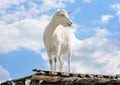 Funny goat standing on barn roof on country farm