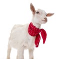A funny goat Royalty Free Stock Photo