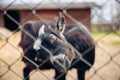 Funny goat in a zoo scratching her ear, twisting its head. Funny cute goat domestic animal in captivity. Royalty Free Stock Photo