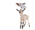 Funny goatling standing with chicken on the head