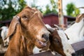 Funny goats closeup portrait Royalty Free Stock Photo