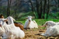 Funny goats on farmland pasturage, sunny day