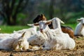 Funny goats on farmland pasturage, sunny day