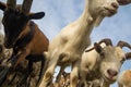 Funny goats looking and grazing on the meadow