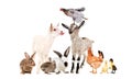 Funny goats and other farm animals Royalty Free Stock Photo