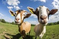 Funny goats portrait