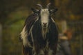Funny Goats at Scottish farm sustainable agriculture concept