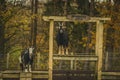 Funny Goats at Scottish farm sustainable agriculture concept Royalty Free Stock Photo